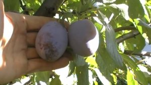 слива Чачакская наиболее на превивке