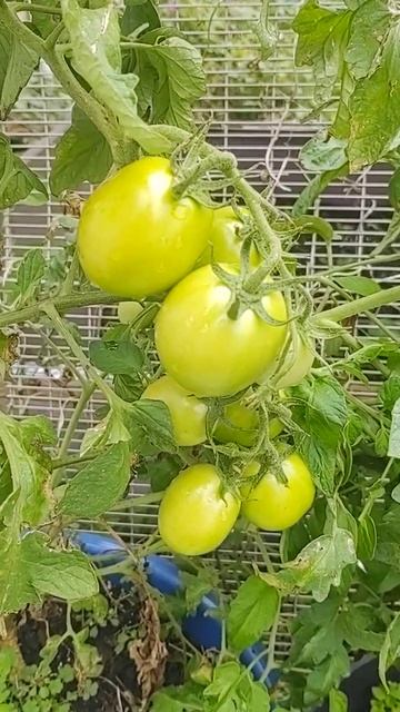 The Frugal Garden: Protection - Fall Garden Vegetables | #frugalhacks #frugalliving