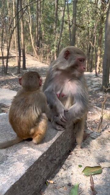 Funny monkey #60 смотреть онлайн