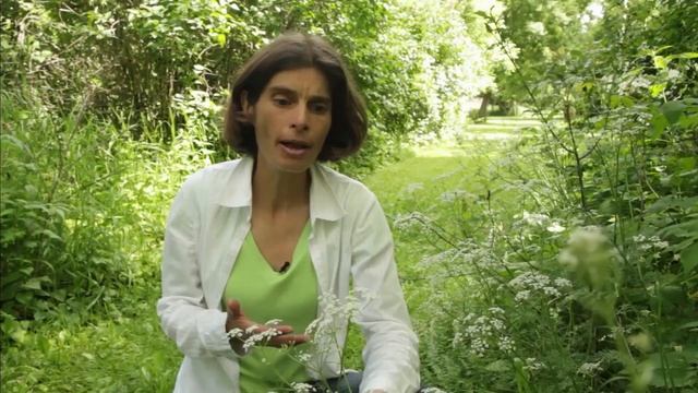 CARAWAY PICKING EXCERPT FROM WILD EDIBLE ADVENTURES смотреть онлайн