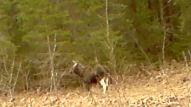 Эстооонский Лоссь смотреть онлайн