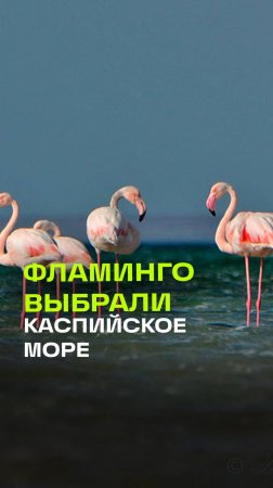 Сотни розовых фламинго зимуют на побережье Каспийского моря