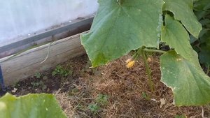 Борюсь с паутинным клещом на огурцах.