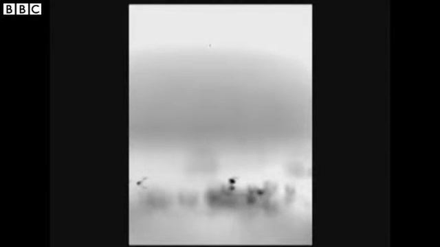 Horsetail plant spores walk and jump, footage reveals смотреть онлайн