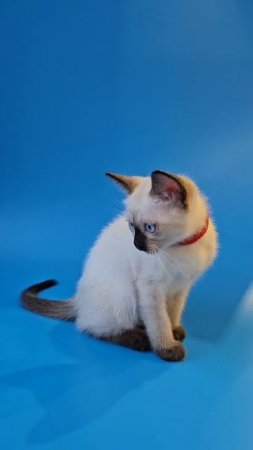 Тайская кошечка Floristina Gamlet, сил пойнт, 1 месяц 25 дней