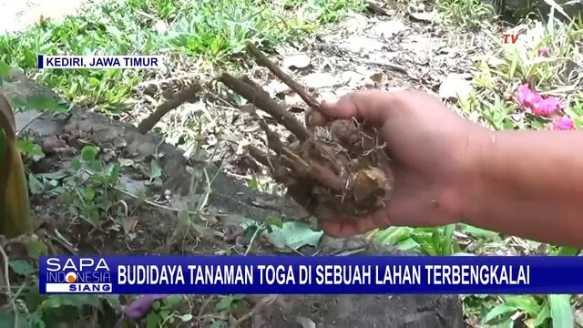 Salut, Sekelompok Ibu-ibu Sukses Ubah Lahan Terbengkalai Jadi Taman TOGA смотреть онлайн