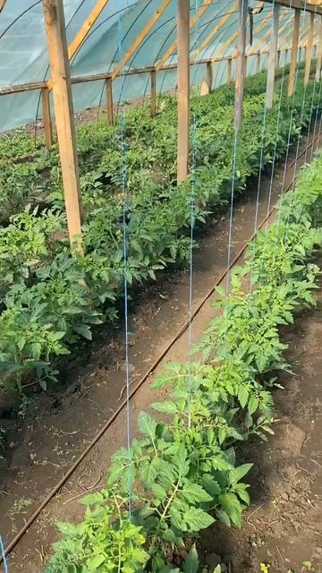 Кристал Ф1- почему тебе его стоит посадить смотреть онлайн