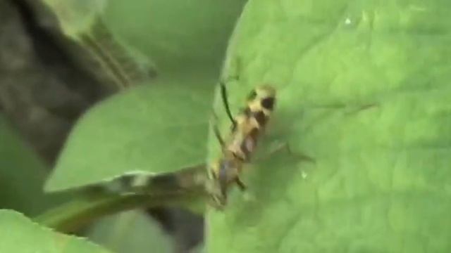 タケトラカミキリ/Chlorophorus annularis 02 смотреть онлайн