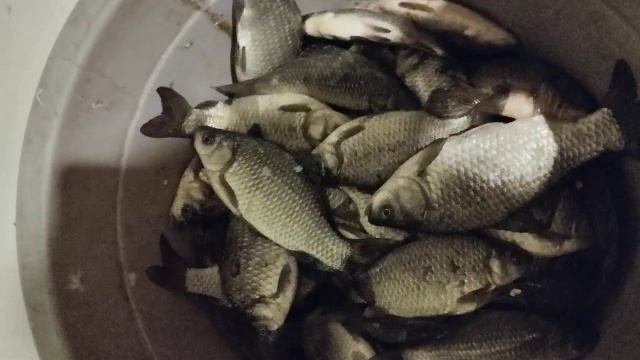 пошол карась