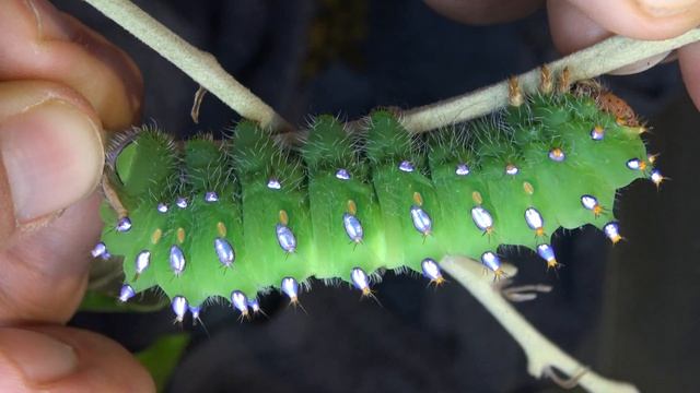 Shiniest Caterpillar Ever: Antheraea montezuma (Saturniidae) смотреть онлайн