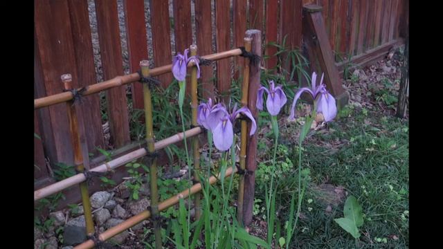 210618 山田池公園菖蒲園（ゆっくり） смотреть онлайн