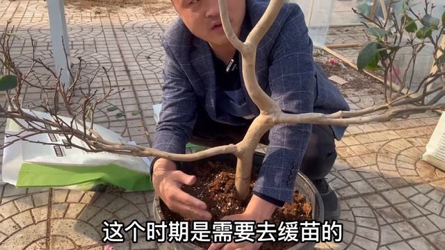 【寄养超大茶花】花友寄养茶花竟比老花医还高？苗情让人惨不忍睹？真是可笑又生气 A fan sent a super huge Camellia tree taller than a man! смотреть онлайн