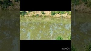 Золотая Орфа отличная рыба для пруда