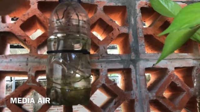 Bukan Perbandingan Media Tanam Tanaman Sirih Gading