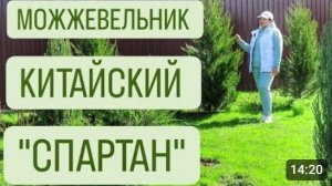 МОЖЖЕВЕЛЬНИК КИТАЙСКИЙ "СПАРТАН". 5.04.2024г.