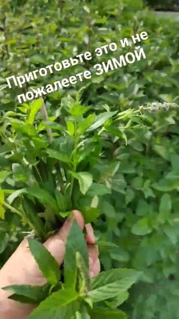 #заготовкиназиму #заморозка #заморозкиназиму #дляванной #бомбочкидляванны #чай #ароматерапия #сад смотреть онлайн