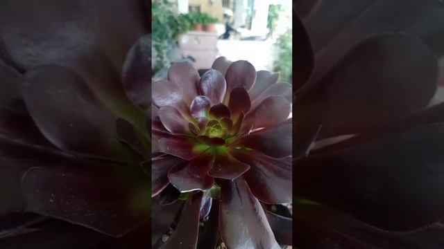 Attractive Plantita/Aeonium Black Rose(Zwarfkopt) смотреть онлайн