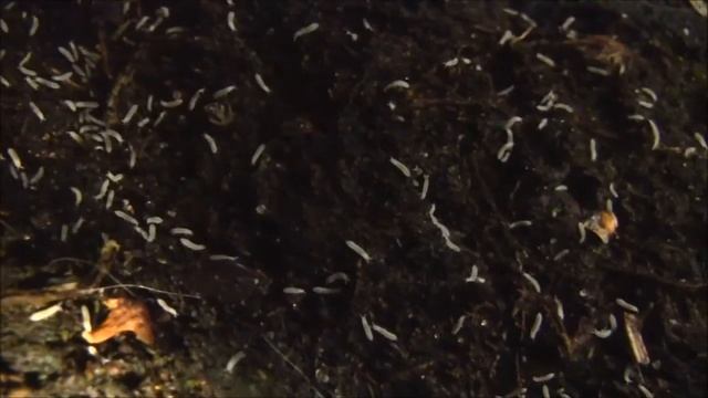 Collembola White Springtails