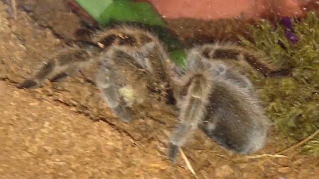 Quasimodo the Chilean Rose Hair Tarantula (Grammostola rosea) feeding/ somersault смотреть онлайн