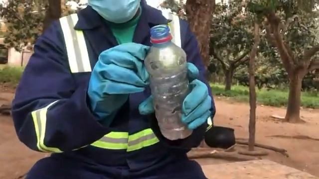 How to control mango fruit fly with pheromone trap