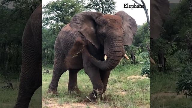 African Elephant | 😱 is the largest land animal on earth | elephant shorts #trending #viral #shorts смотреть онлайн