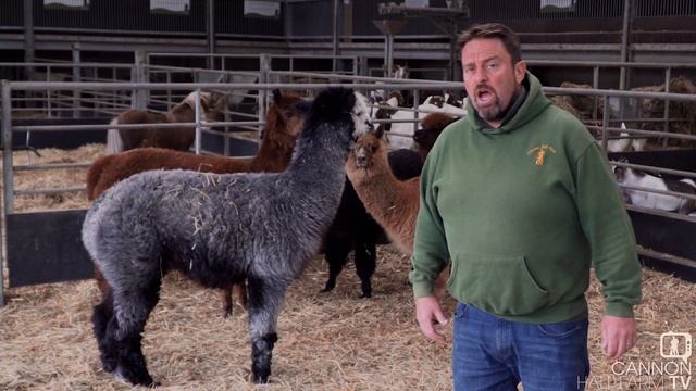 All about alpacas: Cannon Hall Farm смотреть онлайн