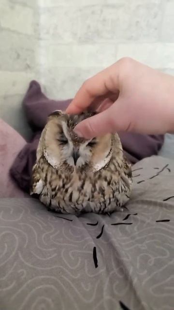 Сова кайфует и щебечет смотреть онлайн