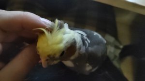 Попугайчик корелла Юки