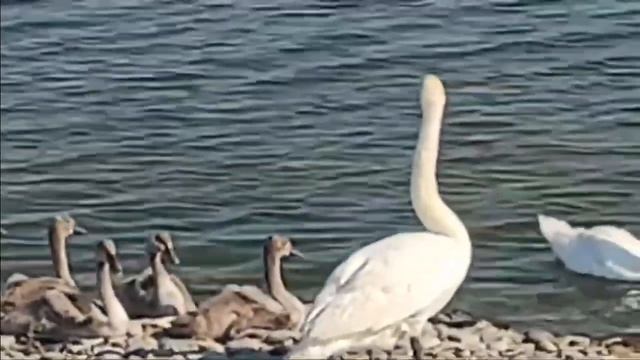 19.07.2024 г., г. НОВОРОССИЙСК. НАШИ ЛЕБЕДИ+УТКИ. МОРЕ БУШУЕТ. смотреть онлайн