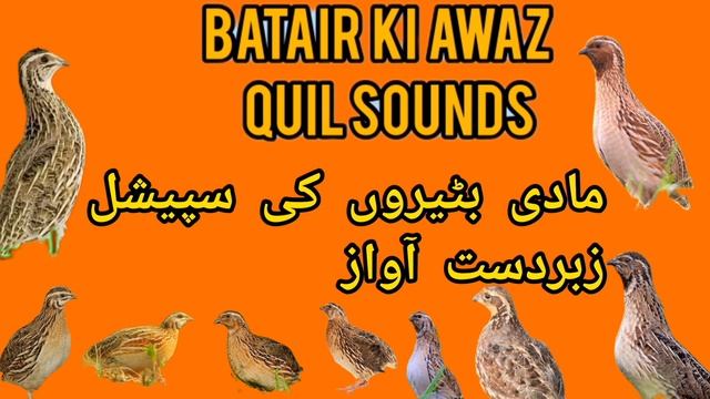 Madi batair ki awaz مادی بٹیر کی کرک