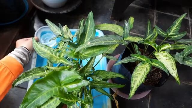Merawat Syngonium Podophyllum dan Angustatum Little Star pada Media Air смотреть онлайн