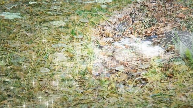 Шустрые белочки и ежик. смотреть онлайн