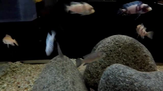 Cynotilapia pulpican смотреть онлайн