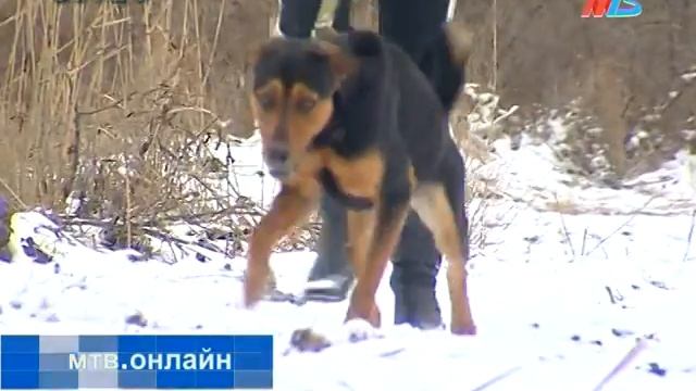 БРАТЬЯ НАШИ МЕНЬШИЕ смотреть онлайн