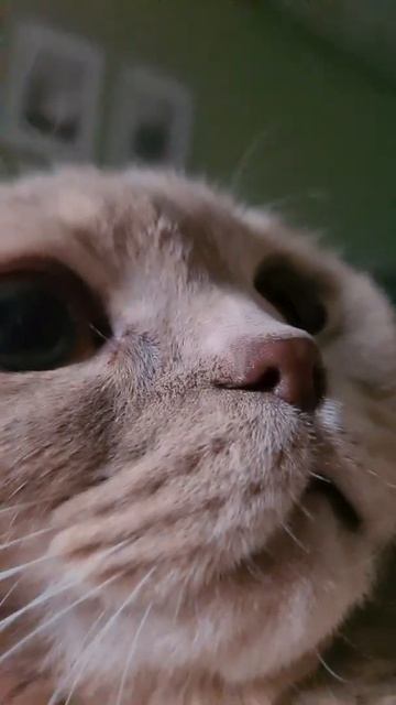 дай поспать || Кот Мася Плюшевый зверь смотреть онлайн