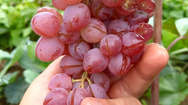 Katarina смотреть онлайн