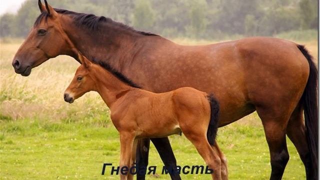 Лошади