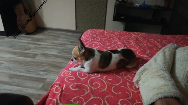 Когда ты сильно накосячил, но хочешь помириться смотреть онлайн