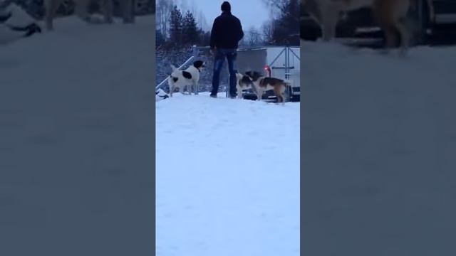 Метис хаски и РЕЛ ищет дом! смотреть онлайн