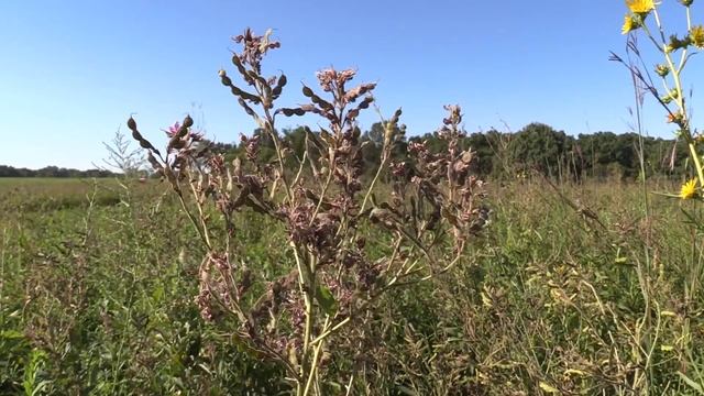 Showy Tick Trefoil смотреть онлайн
