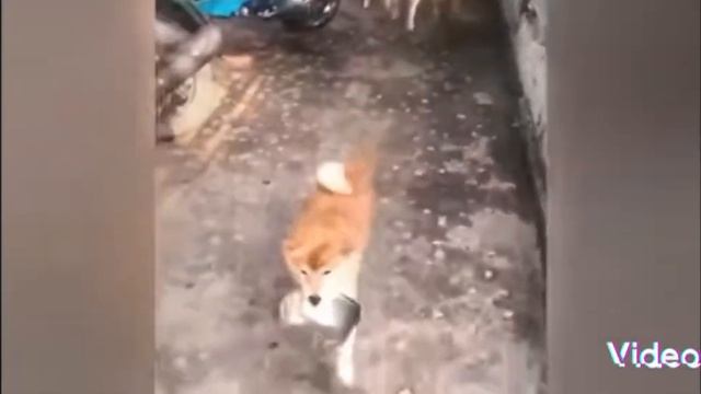 очень смешные видео. следующее видео про собачек. 🤣 смотреть онлайн