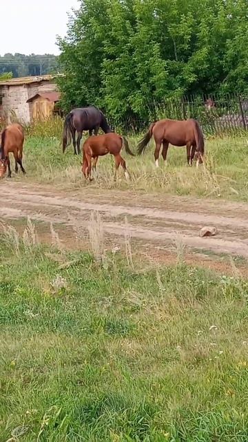 Доброе утро смотреть онлайн