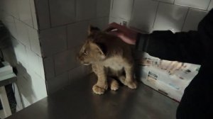 Vaccinations for cats are suitable and Lions! We are in the State. Vet clinic!