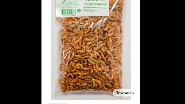 как сделать террариум для ящерицы 🦎 #рептилиум смотреть онлайн