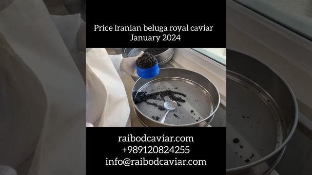 Price Iranian beluga royal caviar |January 2024 смотреть онлайн