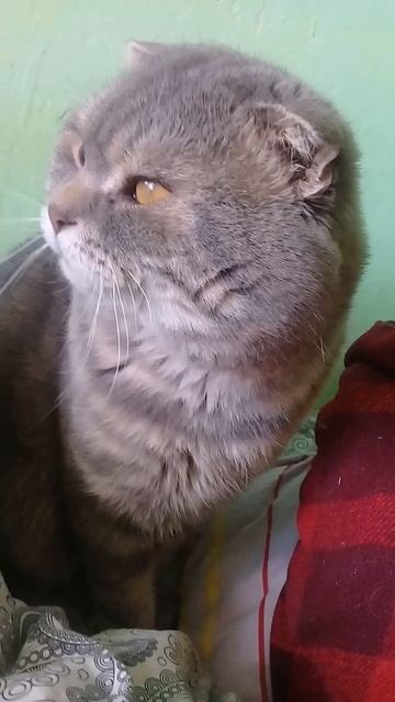 беседа с котом смотреть онлайн