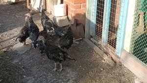 дикая американская индейка, знакомство, месяц