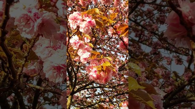 Розовая сакура. смотреть онлайн