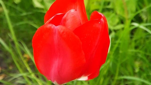 ВИДЕО ЦВЕТЫ ДРУГИЕ ПВН А 51 смотреть онлайн