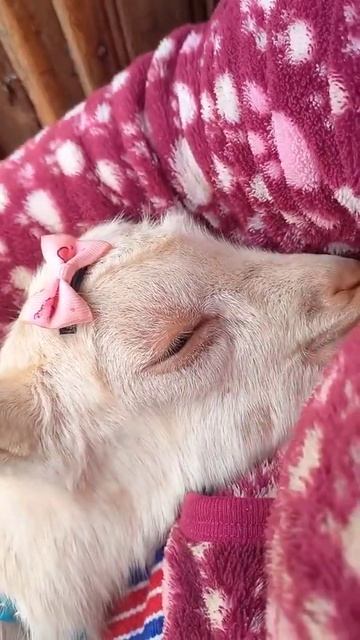 A LADYY IS PLAYING WITH A LOVELY GOAT #funandfuntv #goats #fun&funtv #pets #cutepet #amazing